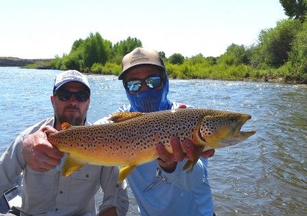 Brown trout from Wyoming