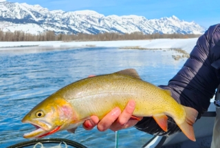 Cutthroat Trout with Jackson Hole and Grand Teton National Park in the Background