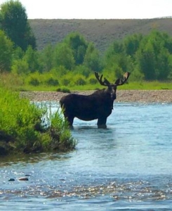 Playing chicken with a big moose on the Green River