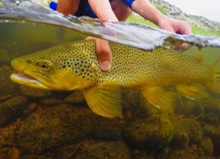 Brown trout caught on a parachute hare's ear