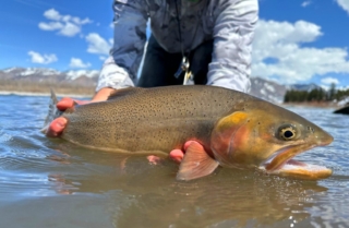 A Snake River finespotted cutthroat trout in April