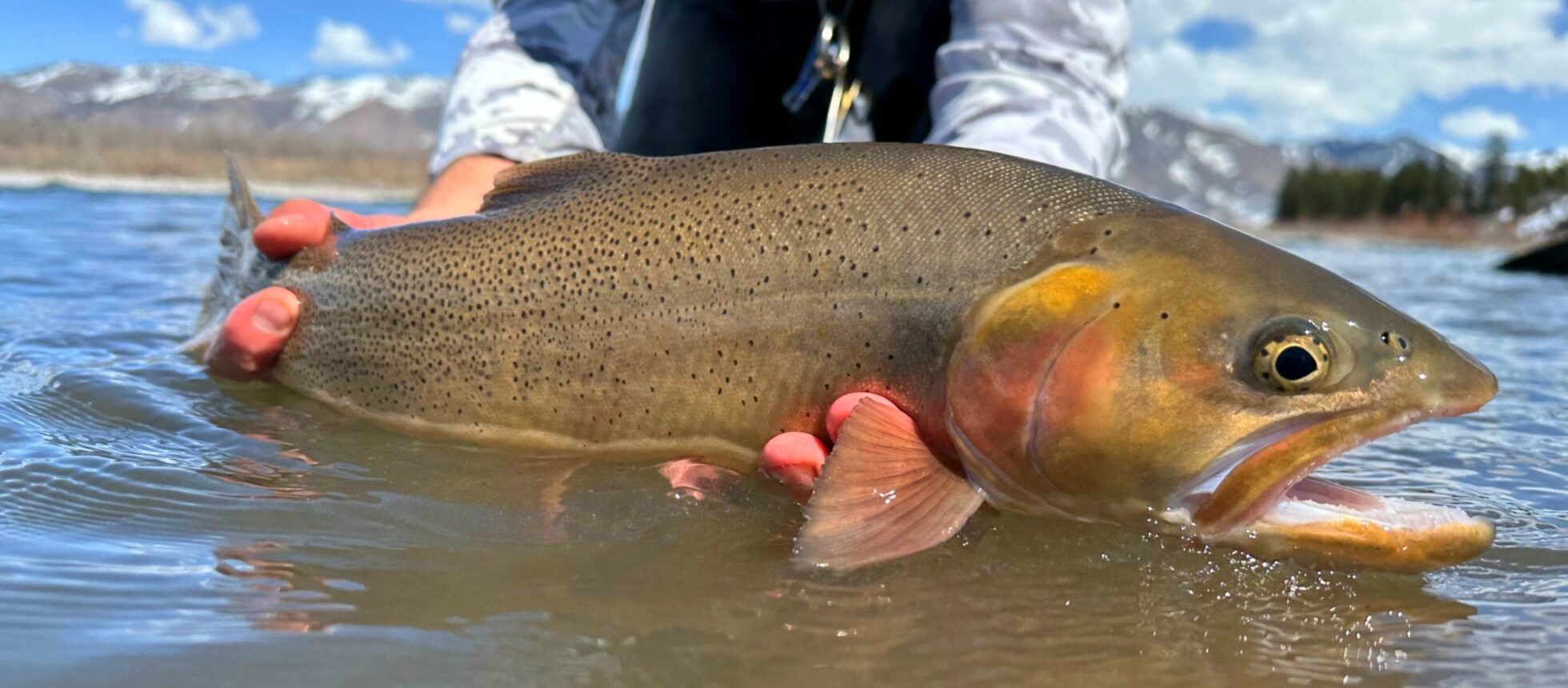 A Snake River finespotted cutthroat trout in April