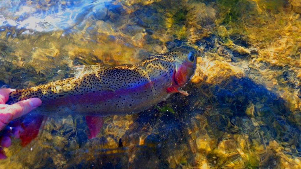 Crystal colors during the release of this rainbow trout.