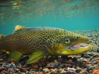 Big Brown against the lava rock river bottom of Yellowstone.