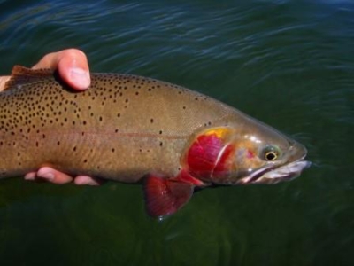 Cutthroat trout. Jackson, WY