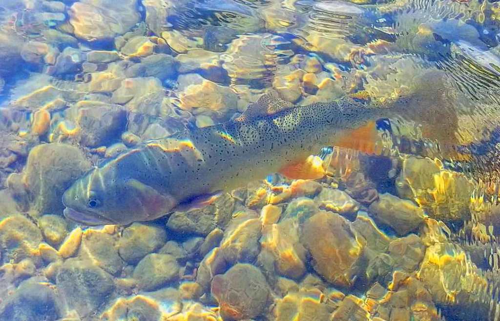 Michael with a nice cutthroat